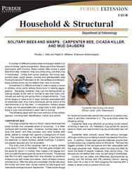 Solitary Bees and Wasps: Carpenter Bee, Cicada Killer and Mud Daubers