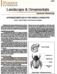 Landscape & Ornamentals: Japanese Beetles in the Urban Landscape