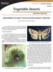 Management of Insect Pests on Fresh Market Tomatoes