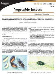 Managing Insect Pests of Commercially Grown Crucifers