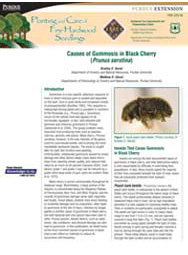 Causes of Gummosis in Black Cherry (Prunus serotina)