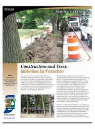 Construction and Trees: Guidelines for Protection