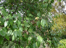 Invasive Plant Species: Callery Pear