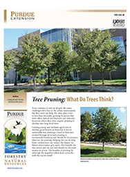 Tree Pruning: What Do Trees Think?