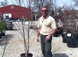 Tree Planting Part 1: Choosing a Tree