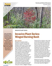Invasive Plant Series: Winged Burning Bush