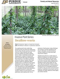 Invasive Plant Series: Swallow-worts