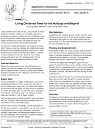 Living Christmas Trees For The Holidays and Beyond