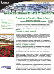 Produccion Comercial de Flores en Invernadero: Propagacion de Poinsettias (Flores de Pascua)
