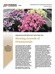 Slowing Growth of Ornamentals for Holding Plants in Greenhouses