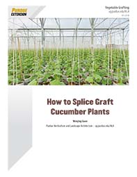 How to Splice Graft Cucumber Plants