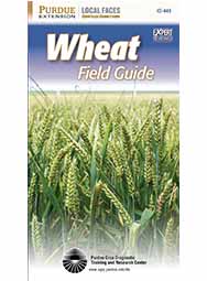 Wheat Field Guide (25/Box)