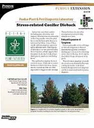 Stress-related Conifer Dieback