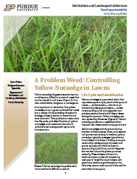 A problem weed: Controlling yellow nutsedge in lawns
