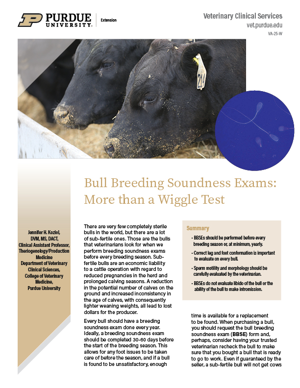 Bull Breeding Soundness Exams: More than a Wiggle Test 