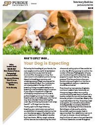 What to Expect When: Your Dog is Expecting
