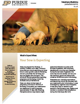 What to Expect When: Your Sow Is Expecting