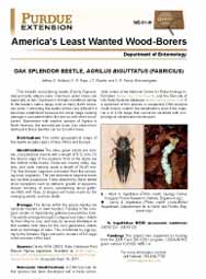 America's Least Wanted Wood-Borers: Oak Splendor Beetle, Agrilus biguttatus (fabricus)