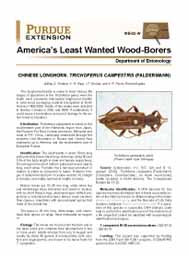 America's Least Wanted Wood-Borers: Chinese Longhorn, trichoferus campestris (Faldermann)