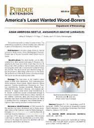 America's Least Wanted Wood-Borers: Asian Ambroisa Beetls, Anisandrus maiche (Linnaeus)