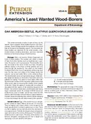 America's Least Wanted Wood-Borers: Oak Ambrosia Beetle, Platypus quercivorus (Murayama)