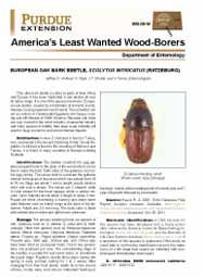 America's Least Wanted Wood-Borers: European Oak Bark Beetle, Scolytus intricatus (Ratzeburg)
