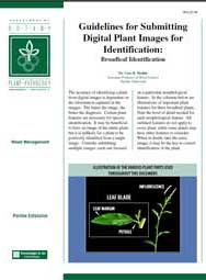 Guidelines for Submitting Digital Plant Images for Identification: Broadleaf Identification