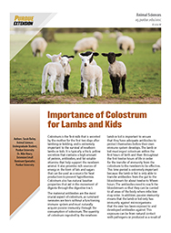 Importance of Colostrum for Lambs and Kids
