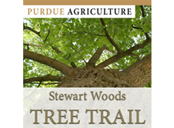 Stewart Woods Tree Trail